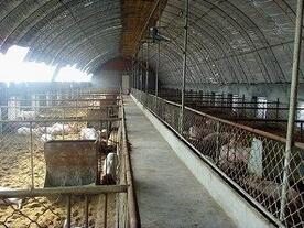 EM菌種在發酵床養豬行業應用更加深入
